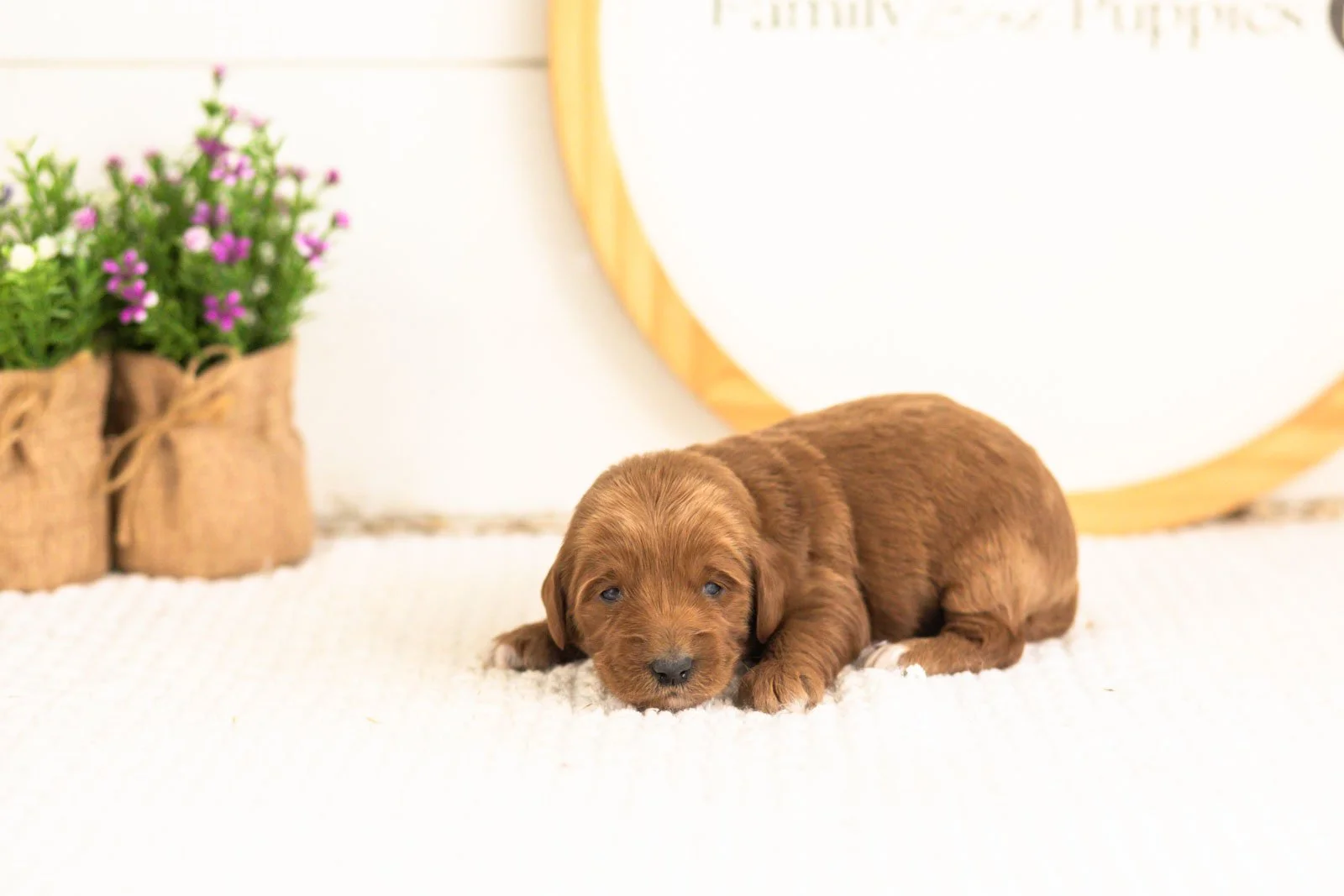 Summer goldendoodle for sale(1).jpg