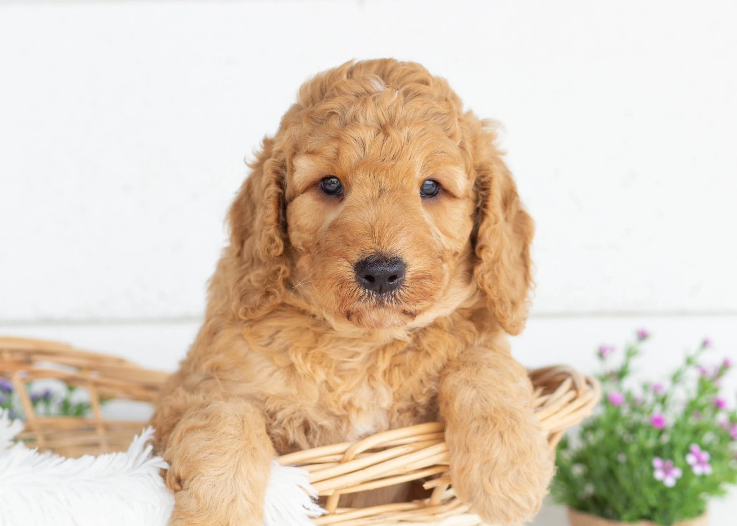 Tuffnut goldendoodle for sale.jpg