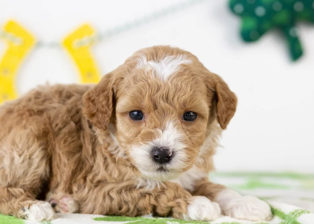 Mark goldendoodle for sale(2).jpg