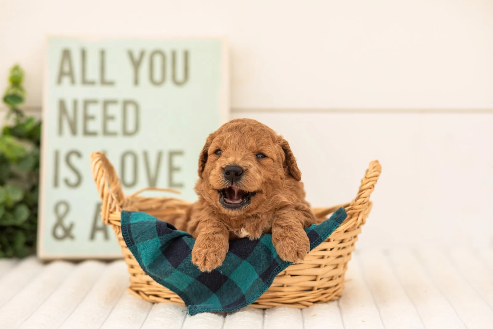 Forest goldendoodle for sale(3).jpg