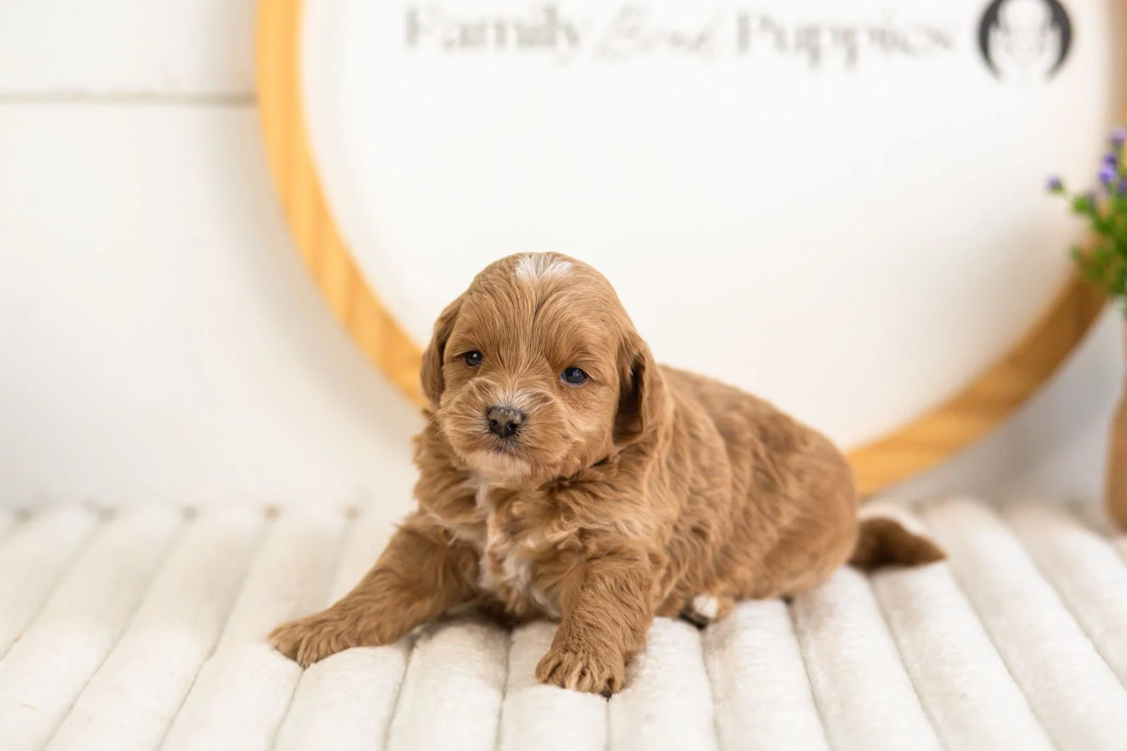 cobalt goldendoodle for sale.jpg
