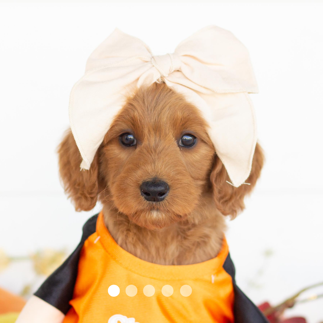 Copy of FBP Design.png