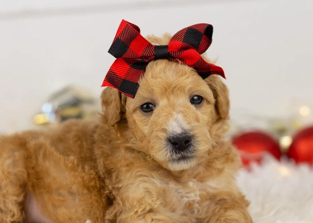 Fox goldendoodle for sale(1).jpg