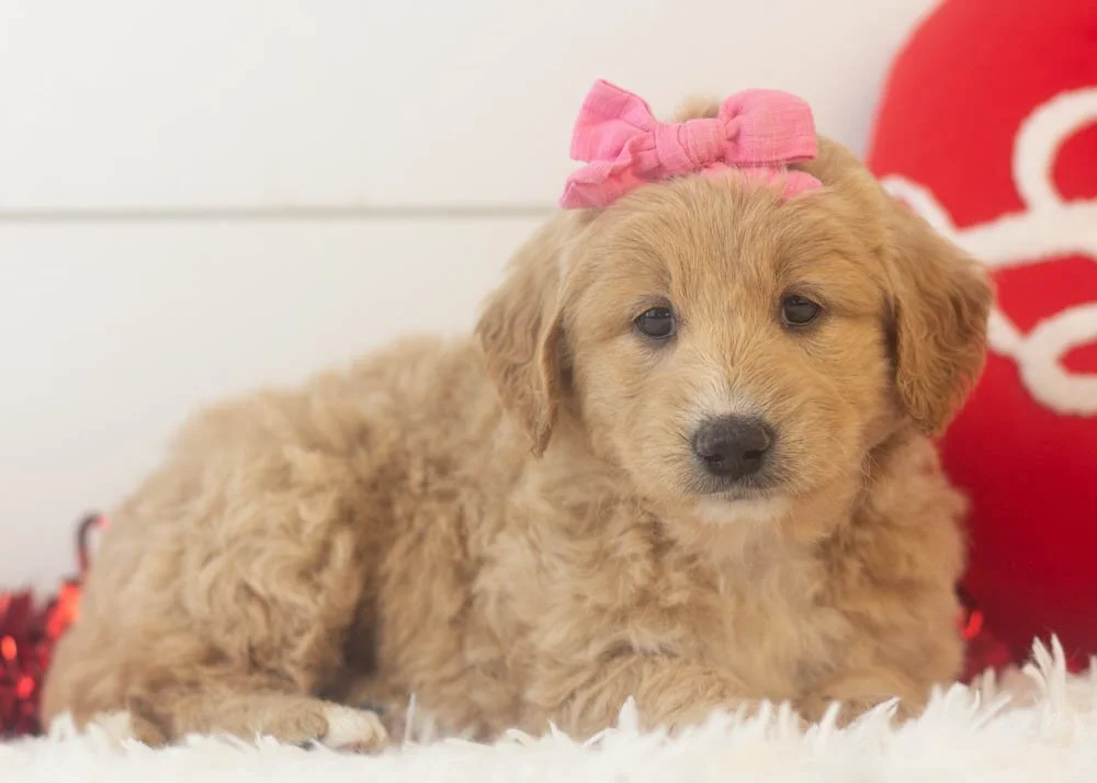 Lolly goldendoodle for sale..jpg