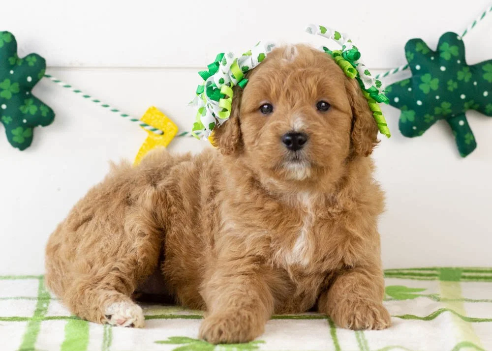 Java goldendoodle for sale.jpg