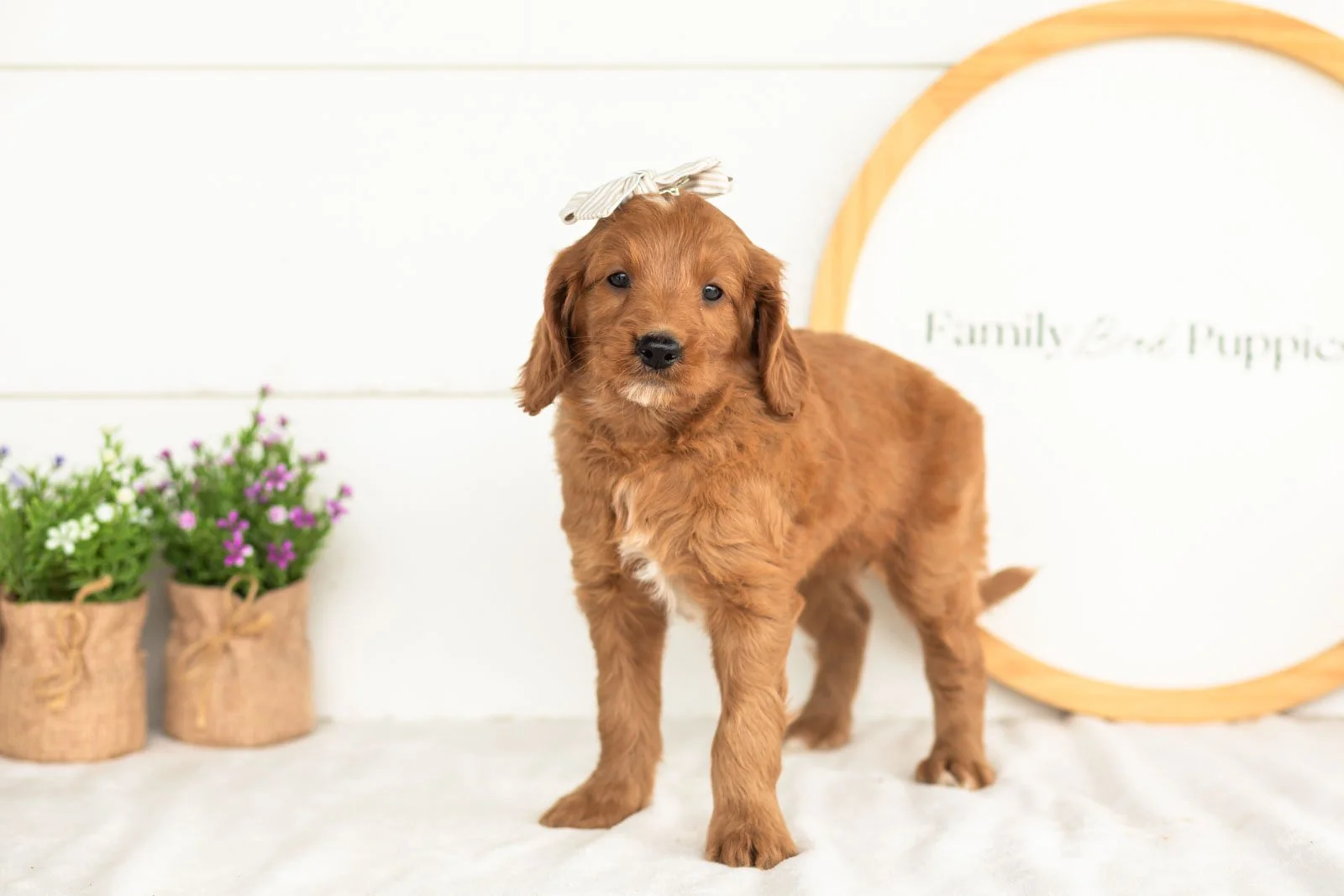 eliza goldendoodle for sale(1).jpg