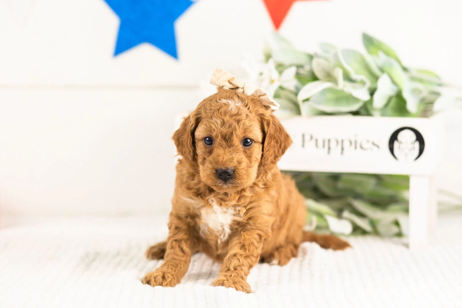 lisa goldendoodle for sale(1).jpg