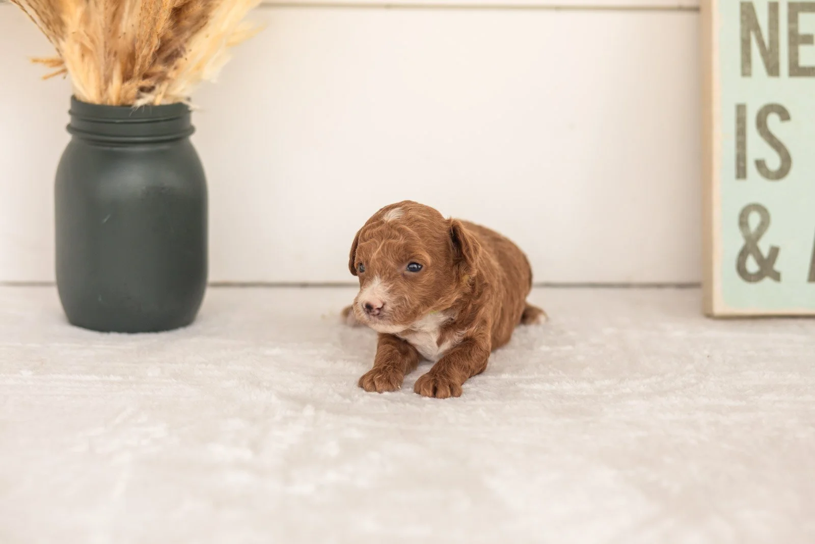 Secretariet goldendoodle for sale(1).jpg