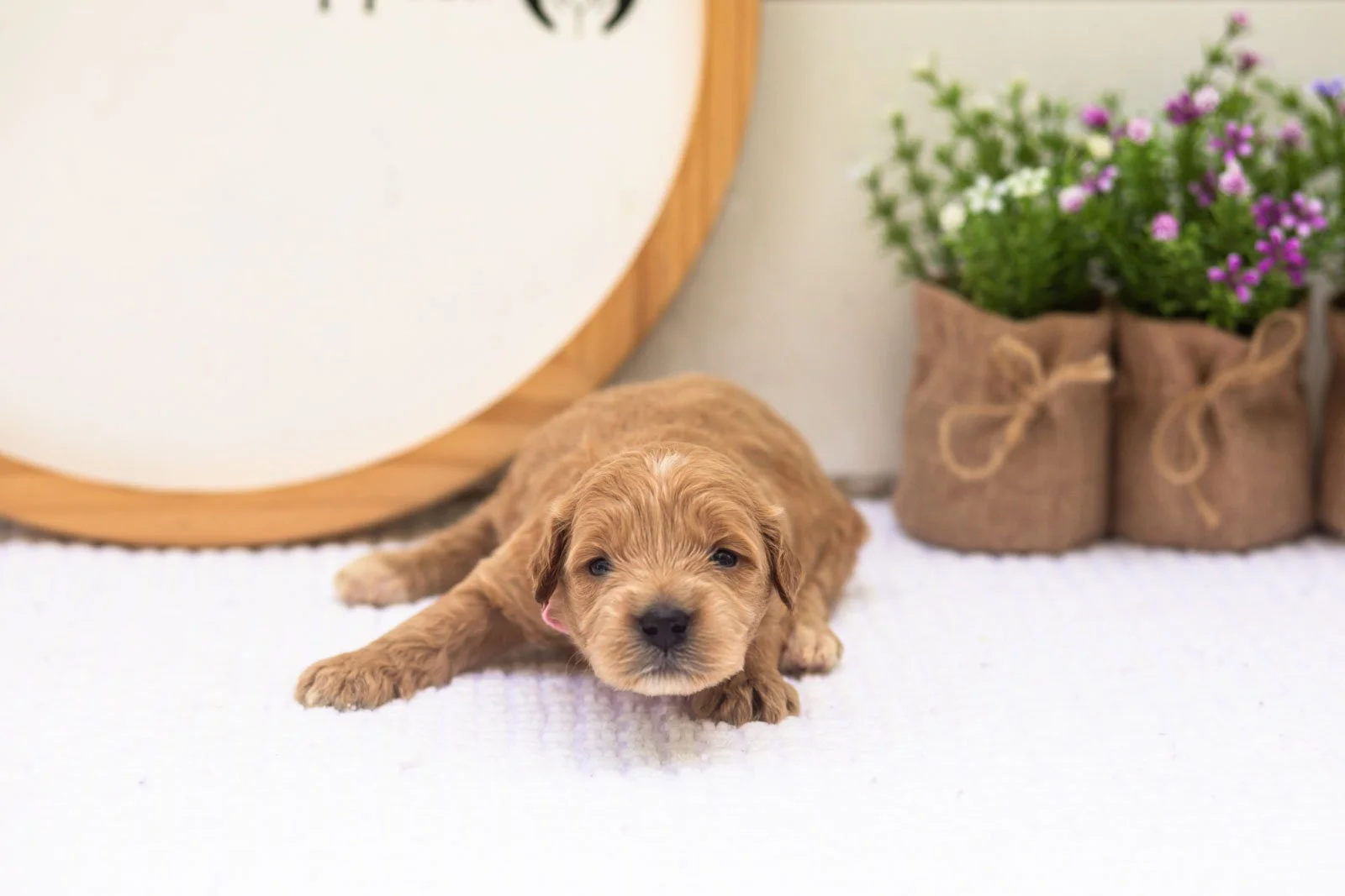 Willow goldendoodle for sale(2).jpg