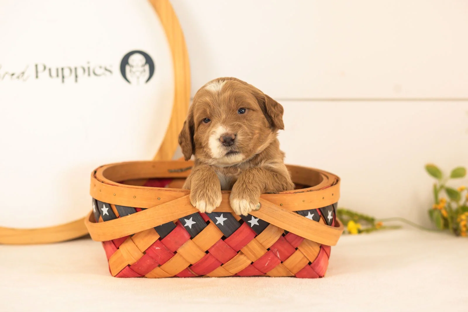 Marley goldendoodle for sale(4).jpg