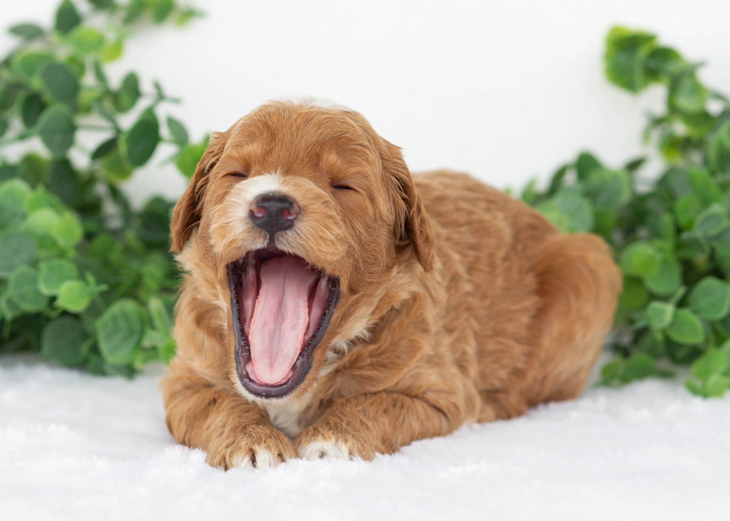 Brody goldendoodle for sale9.jpg