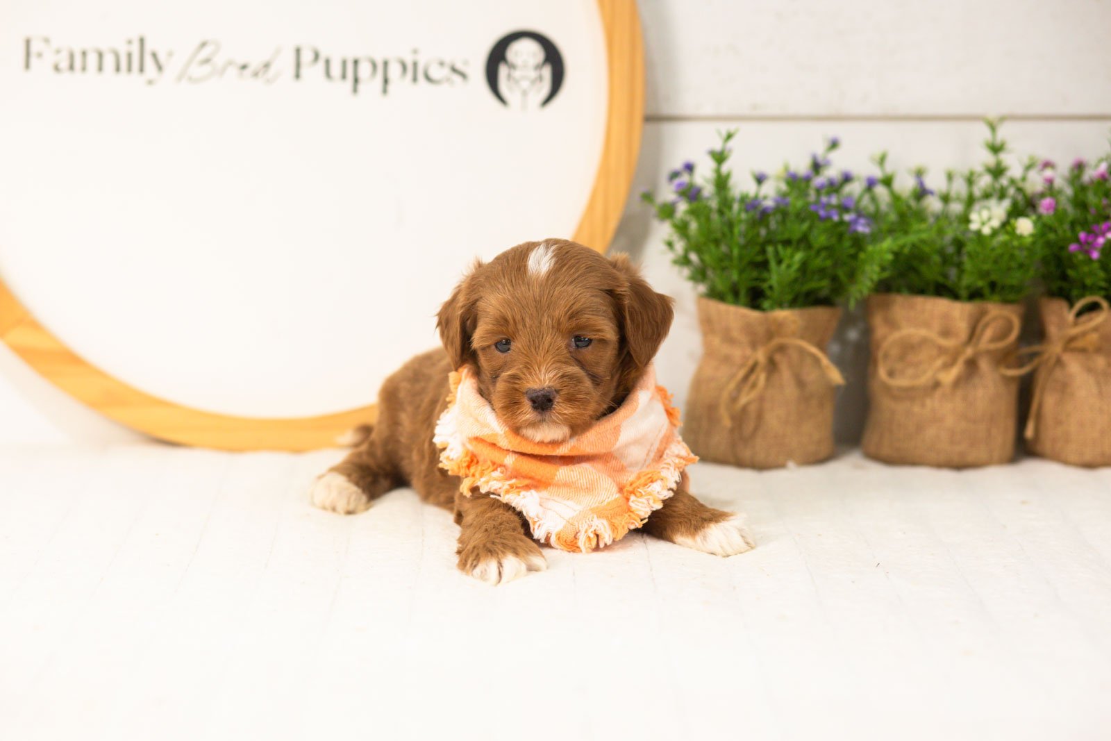 Vale goldendoodle for sale(2).jpg