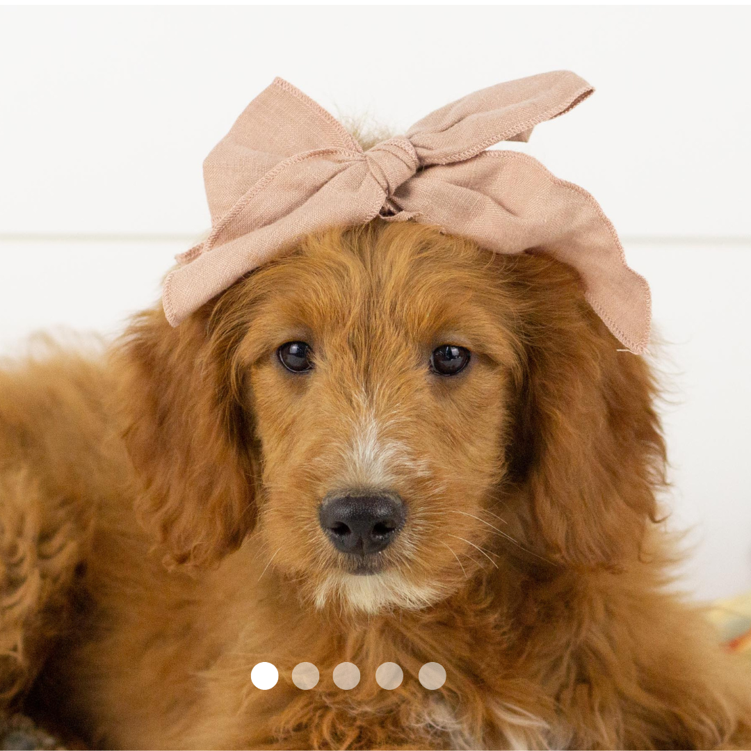 Copy of FBP Design.png