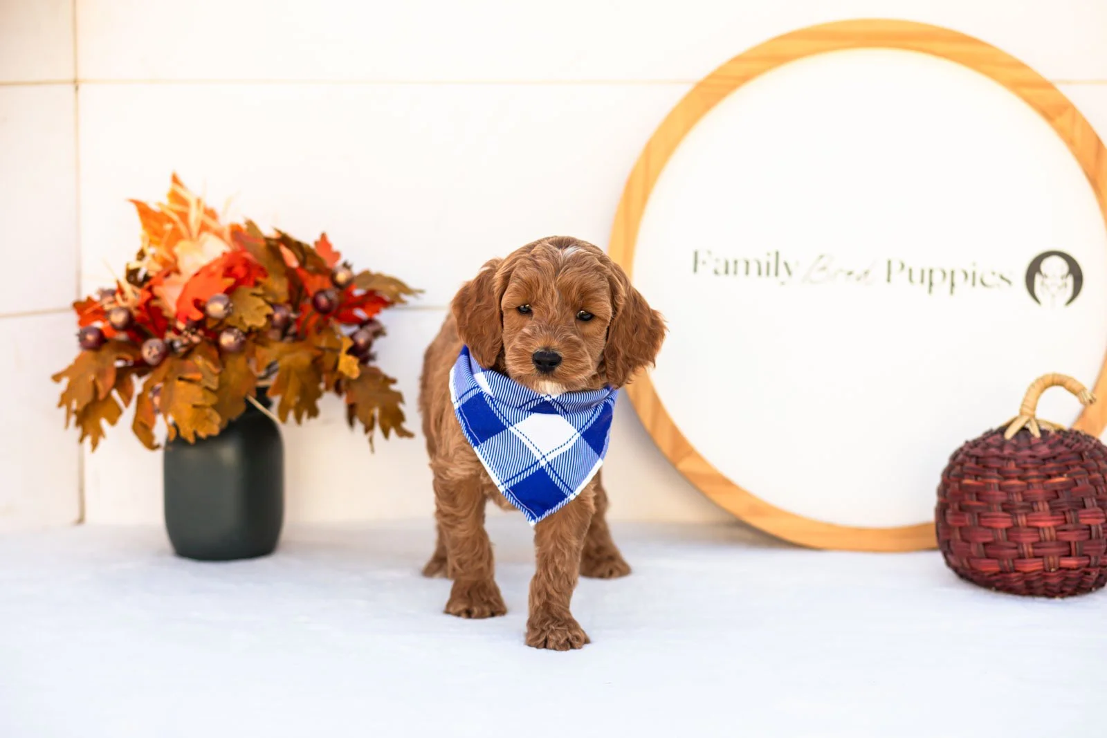 Edward goldendoodle for sale 3.jpg