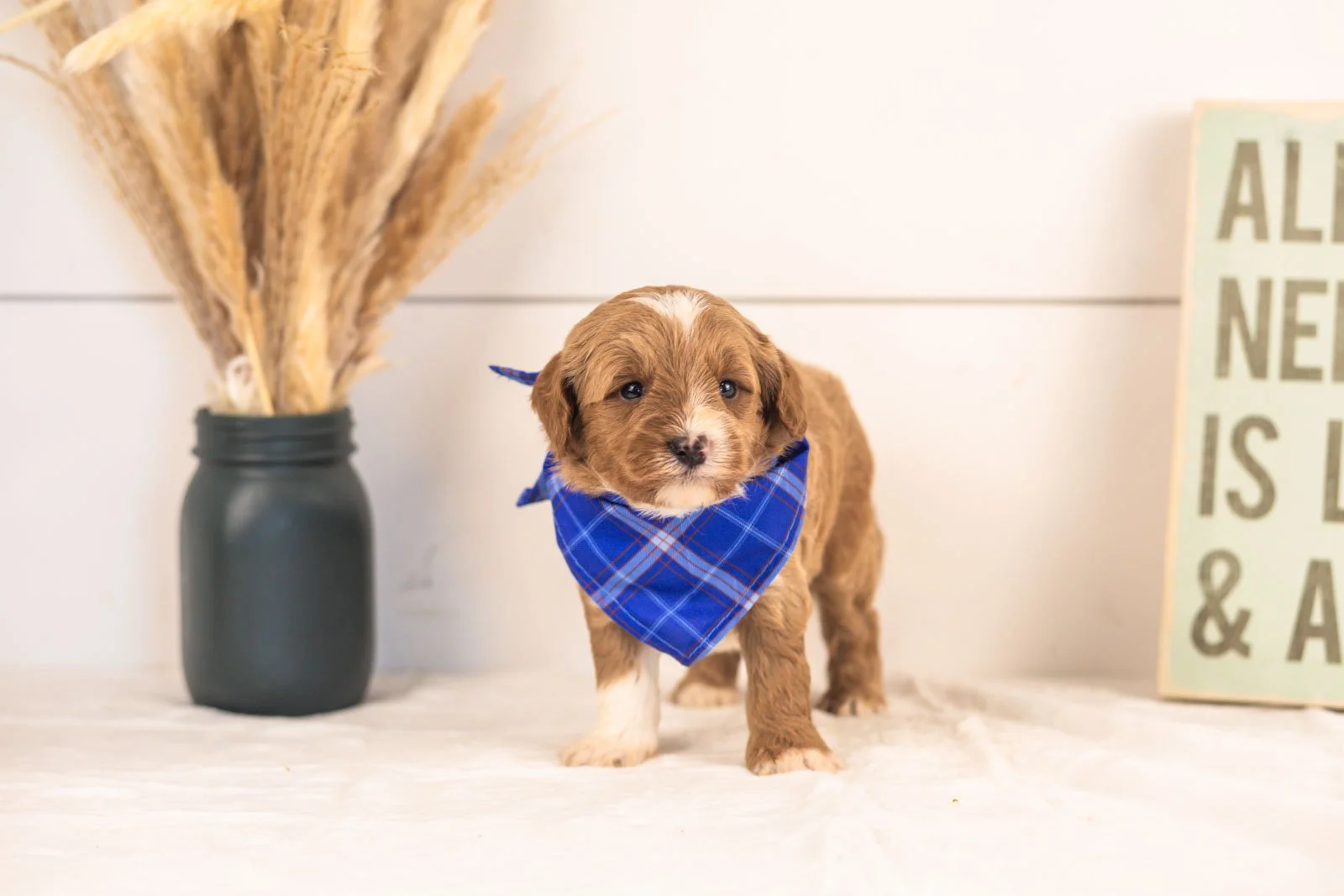 Mariners goldendoodle for sale.jpg