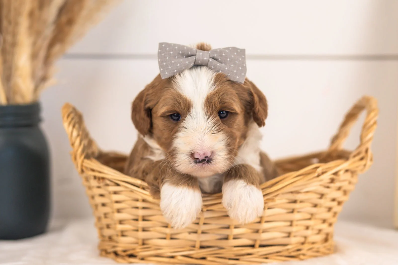 White Sox goldendoodle for sale.jpg