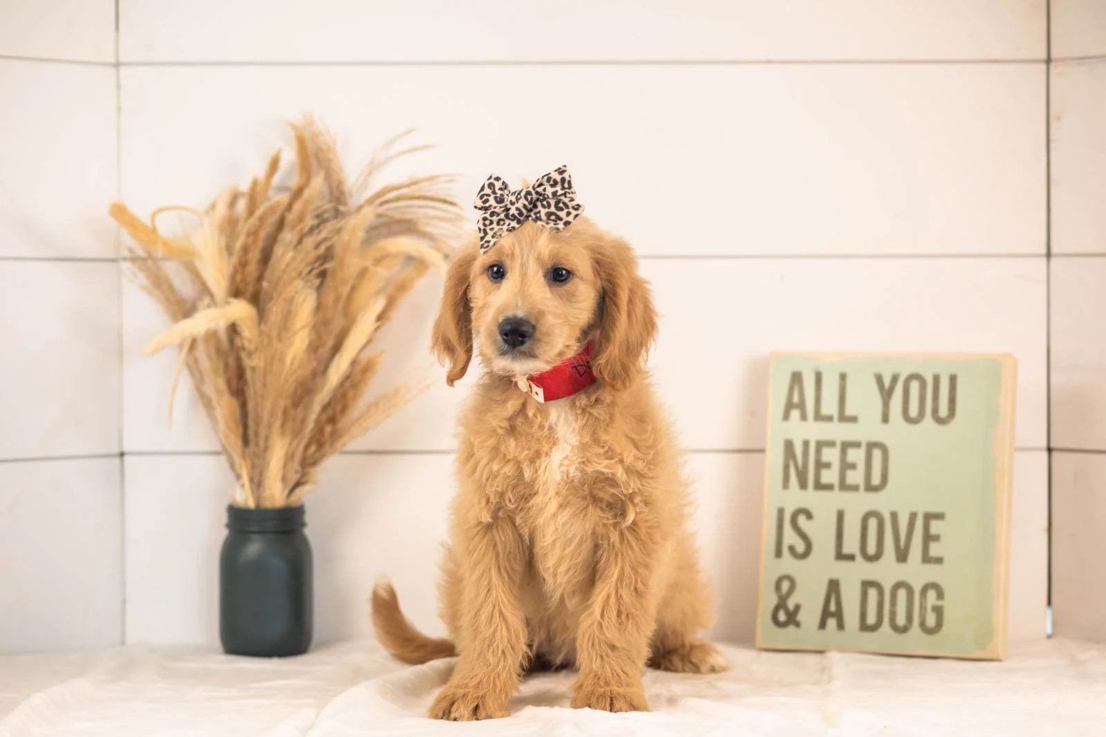 Donna goldendoodle for sale(4).jpg