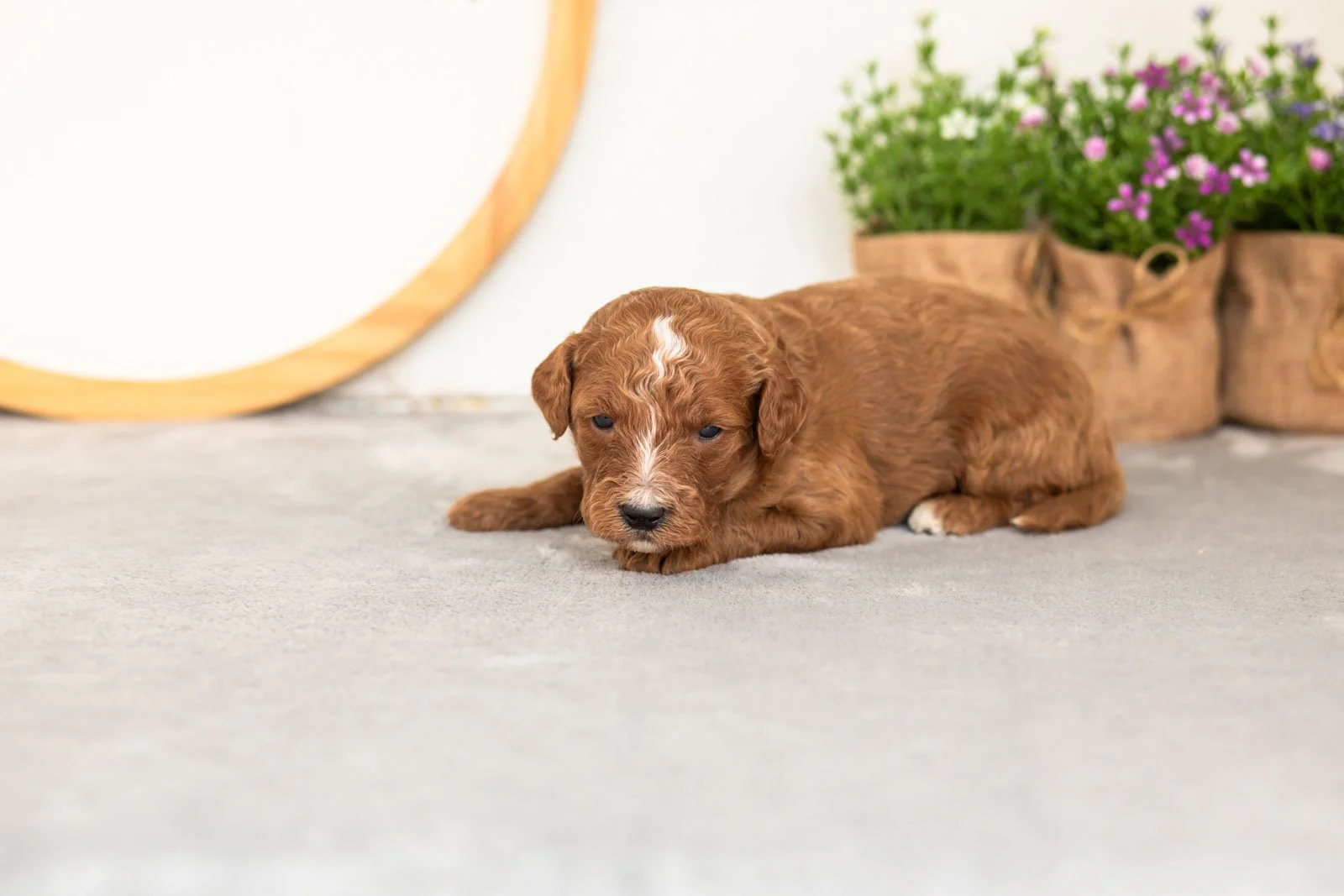 Pika goldendoodle for sale(1).jpg