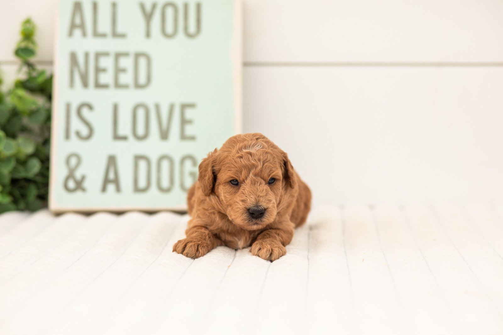 Fiona goldendoodle for sale(1).jpg
