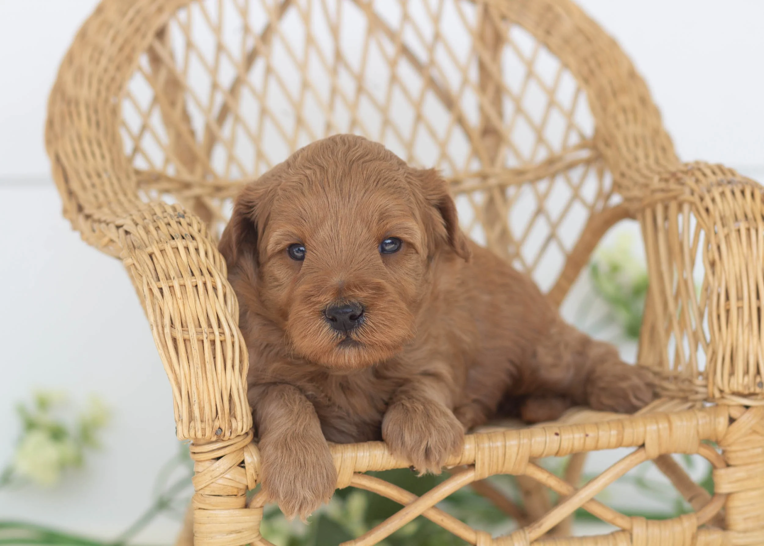 Jayla Female (Available) — Family Bred Puppies
