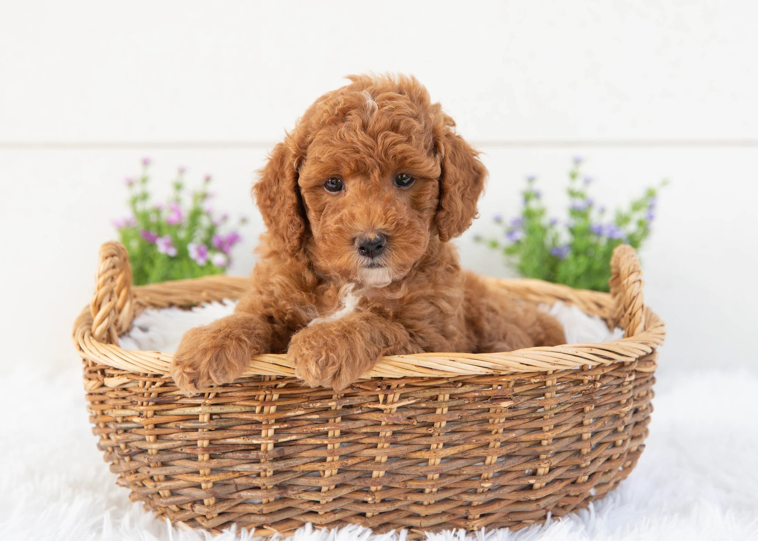 Tommy goldendoodle for sale(3).jpg