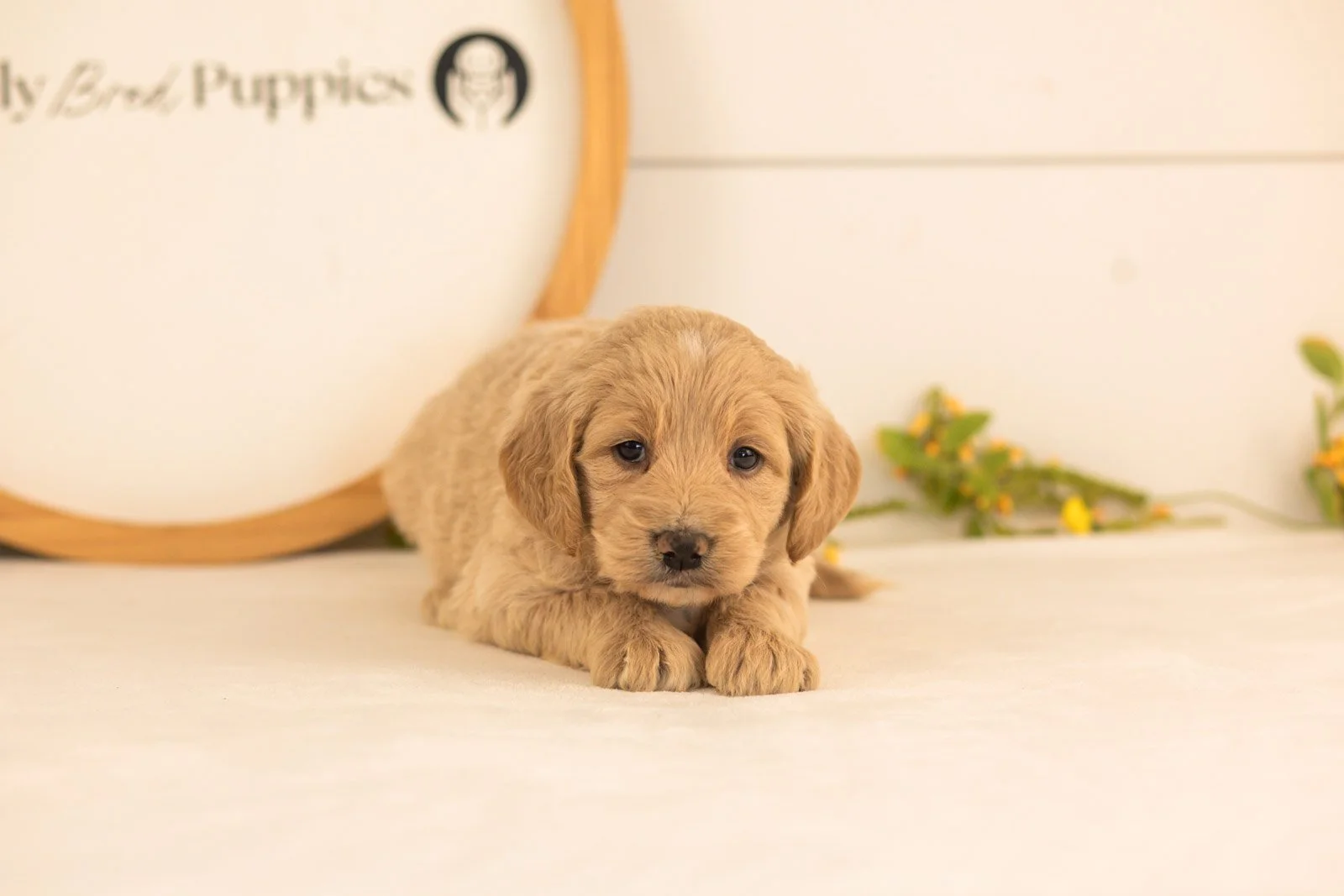Donna goldendoodle for sale(1).jpg