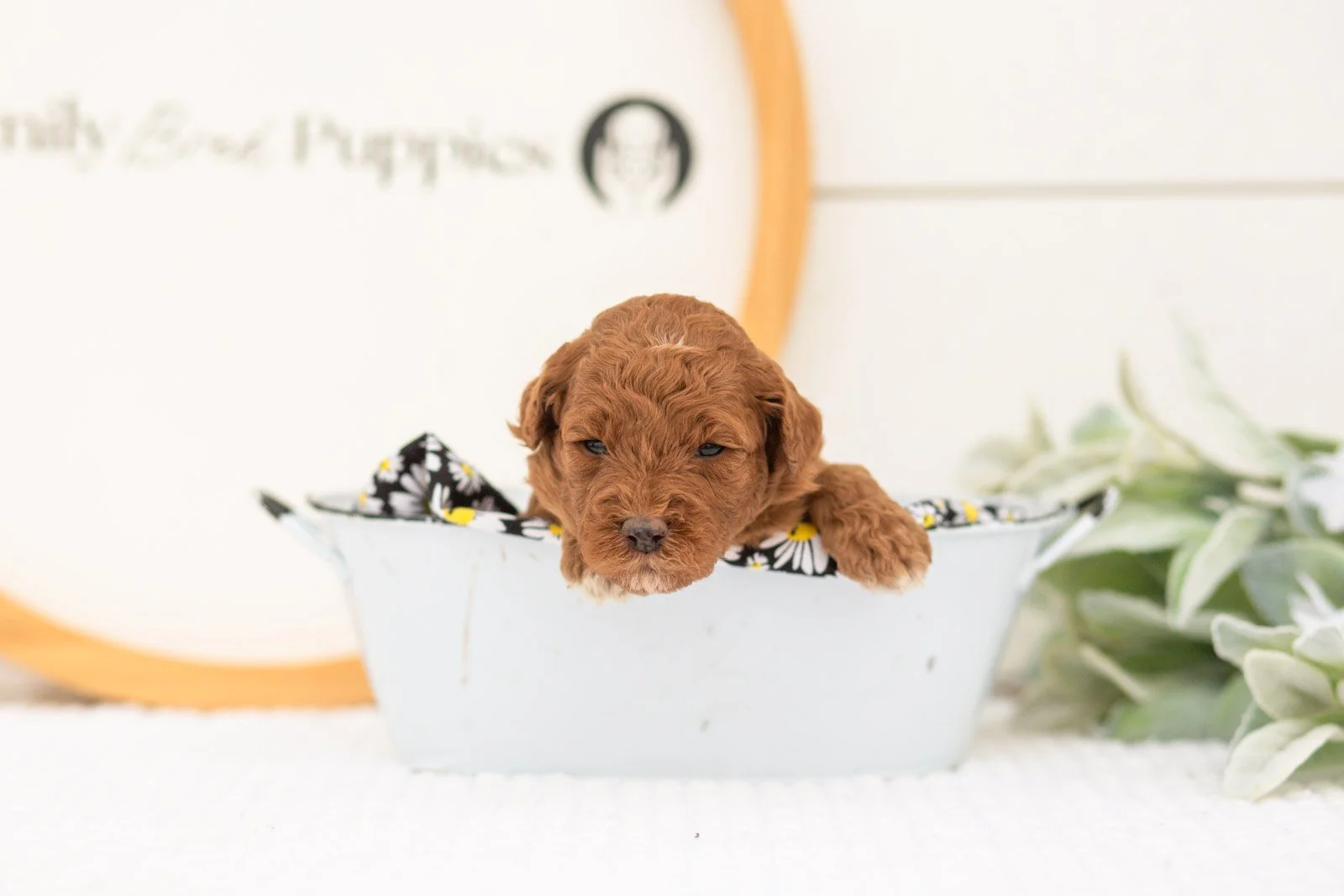 Honour goldendoodle for sale(4).jpg