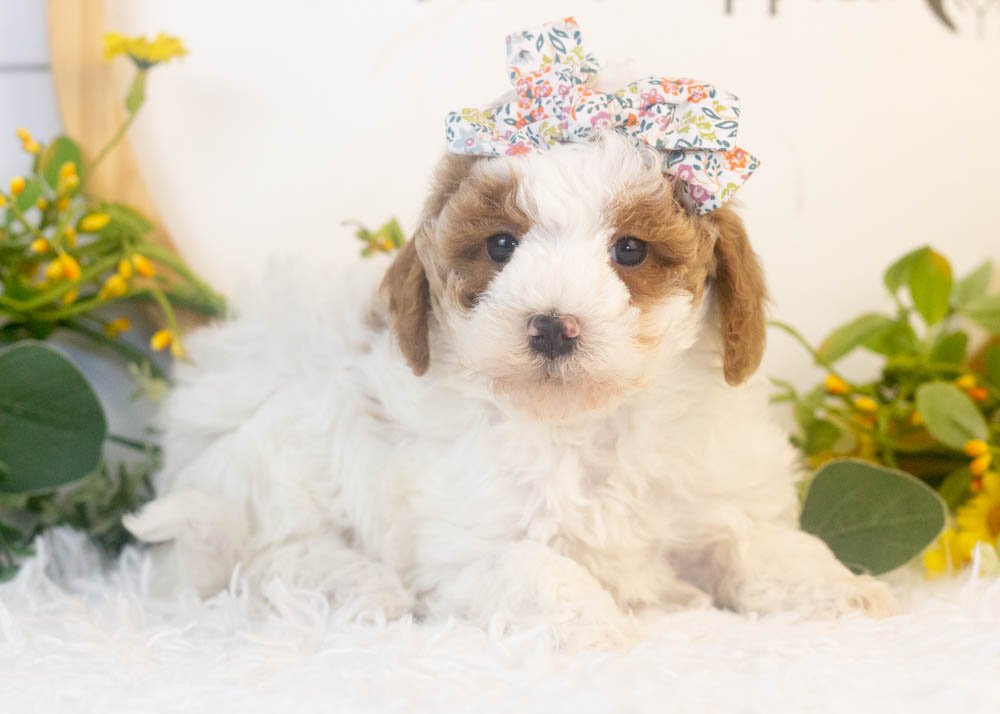 porsche goldendoodle for sale(3).jpg