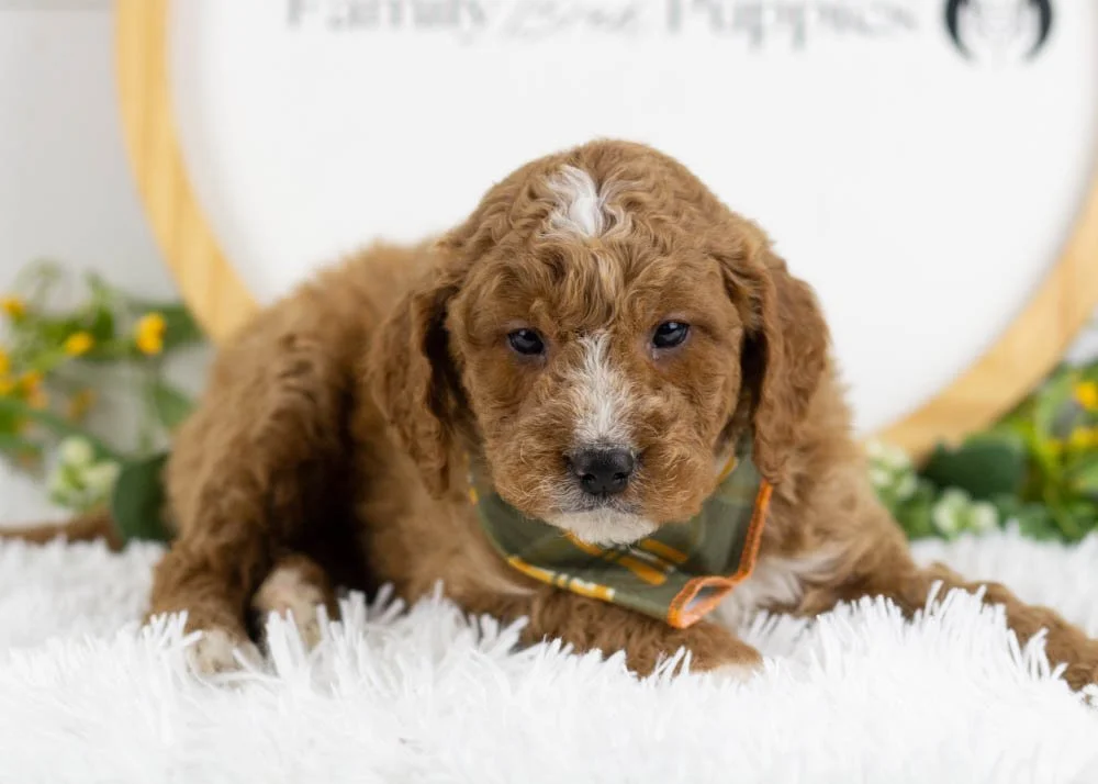 Breeze goldendoodle for sale(2).jpg