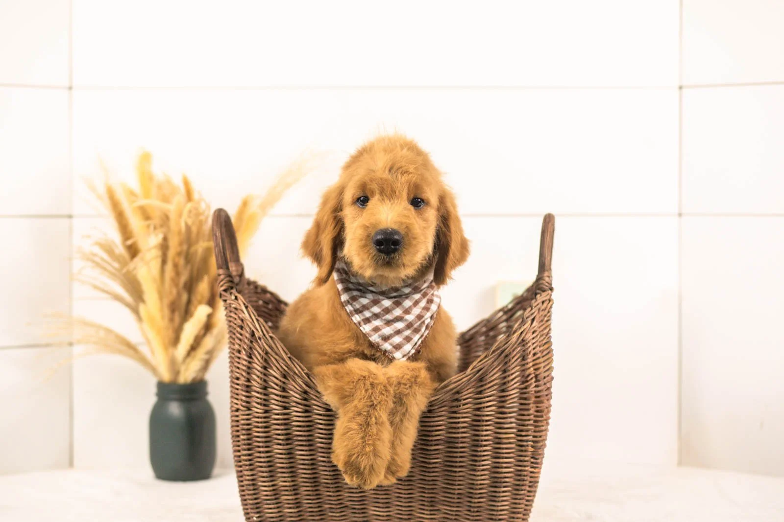 Evan goldendoodle for sale(1).jpg