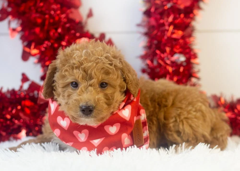 Mort goldendoodle for sale(3).jpg