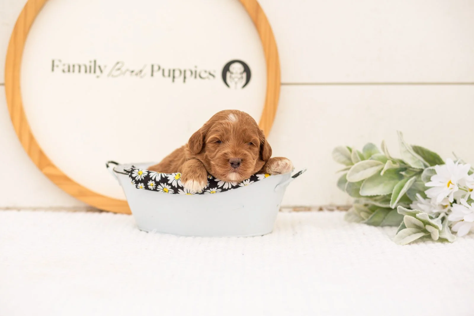 Brave goldendoodle for sale(3).jpg