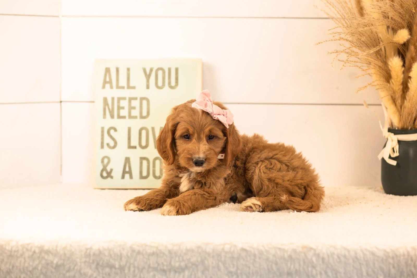 Veah goldendoodle for sale.jpg