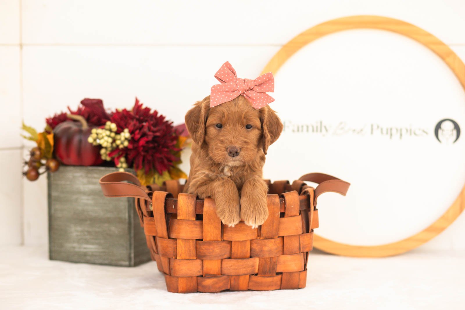 Belle goldendoodle for sale.jpg