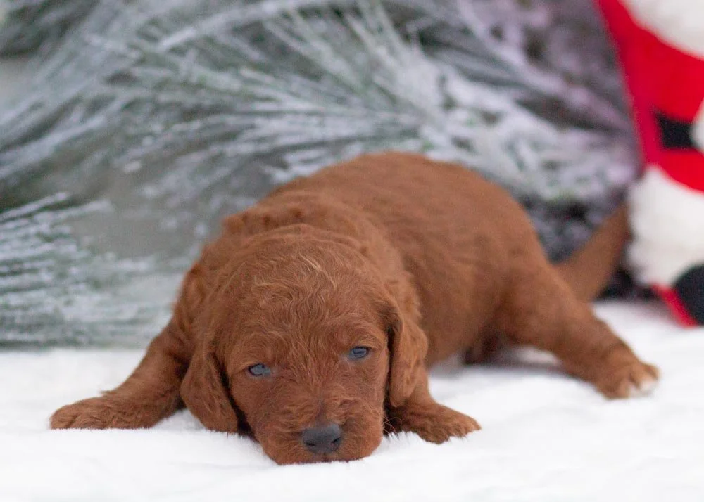 Bear goldendoodle for sale(3).jpg