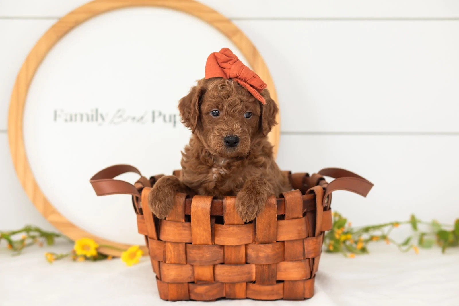 Lux goldendoodle for sale(4).jpg