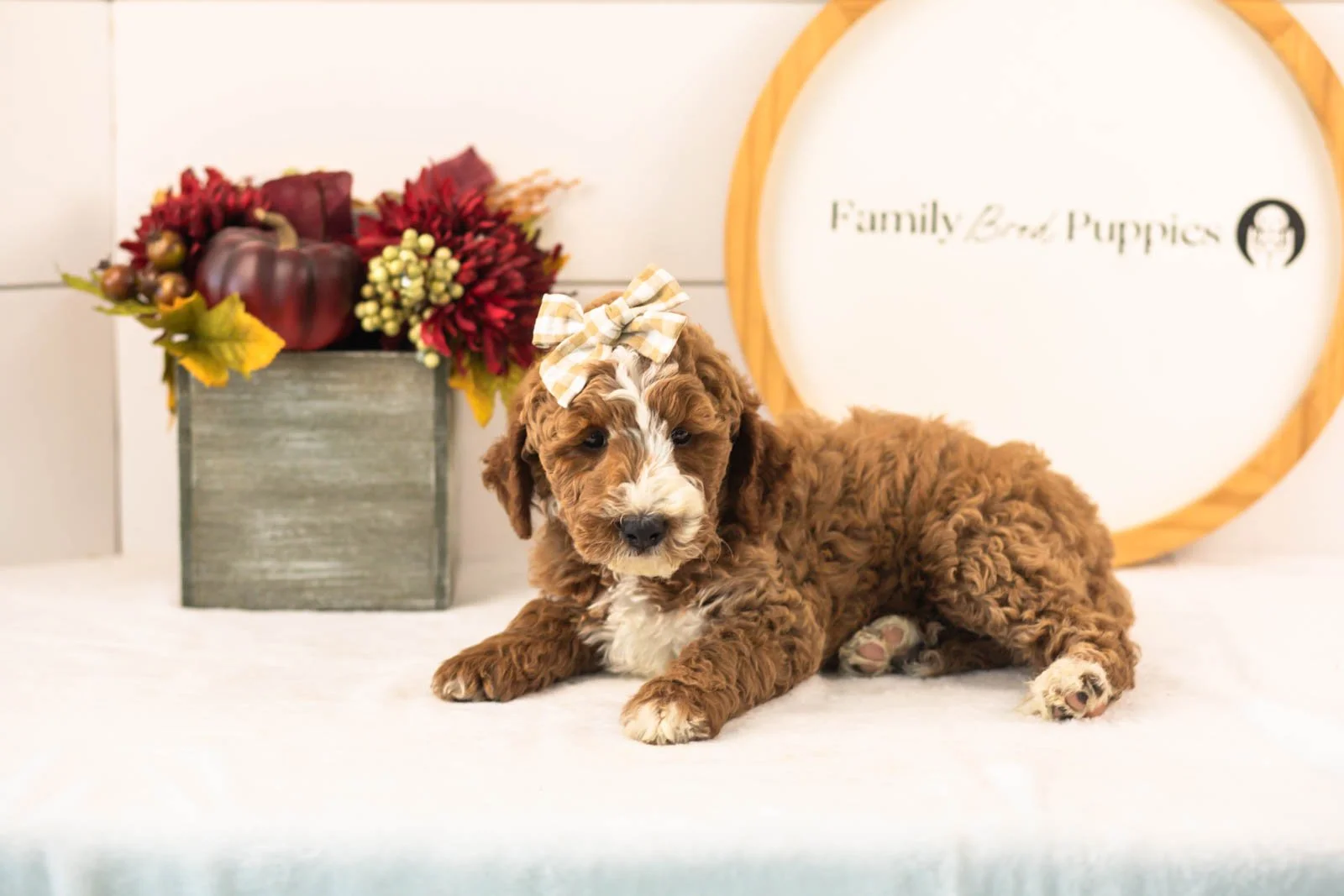 Lanie goldendoodle for sale.jpg