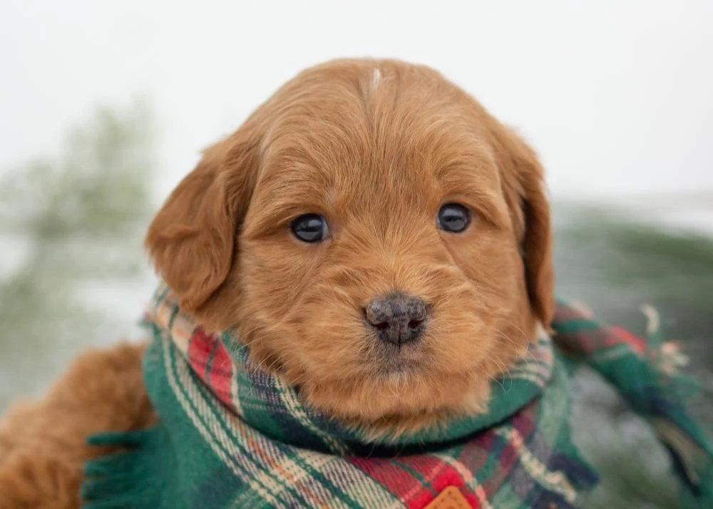 Ham goldendoodles for sale(2).jpg