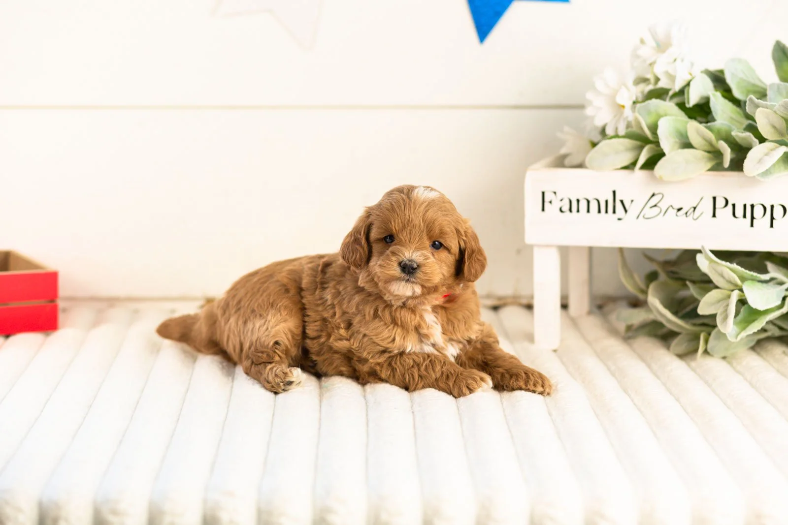 cobalt goldendoodle for sale.jpg