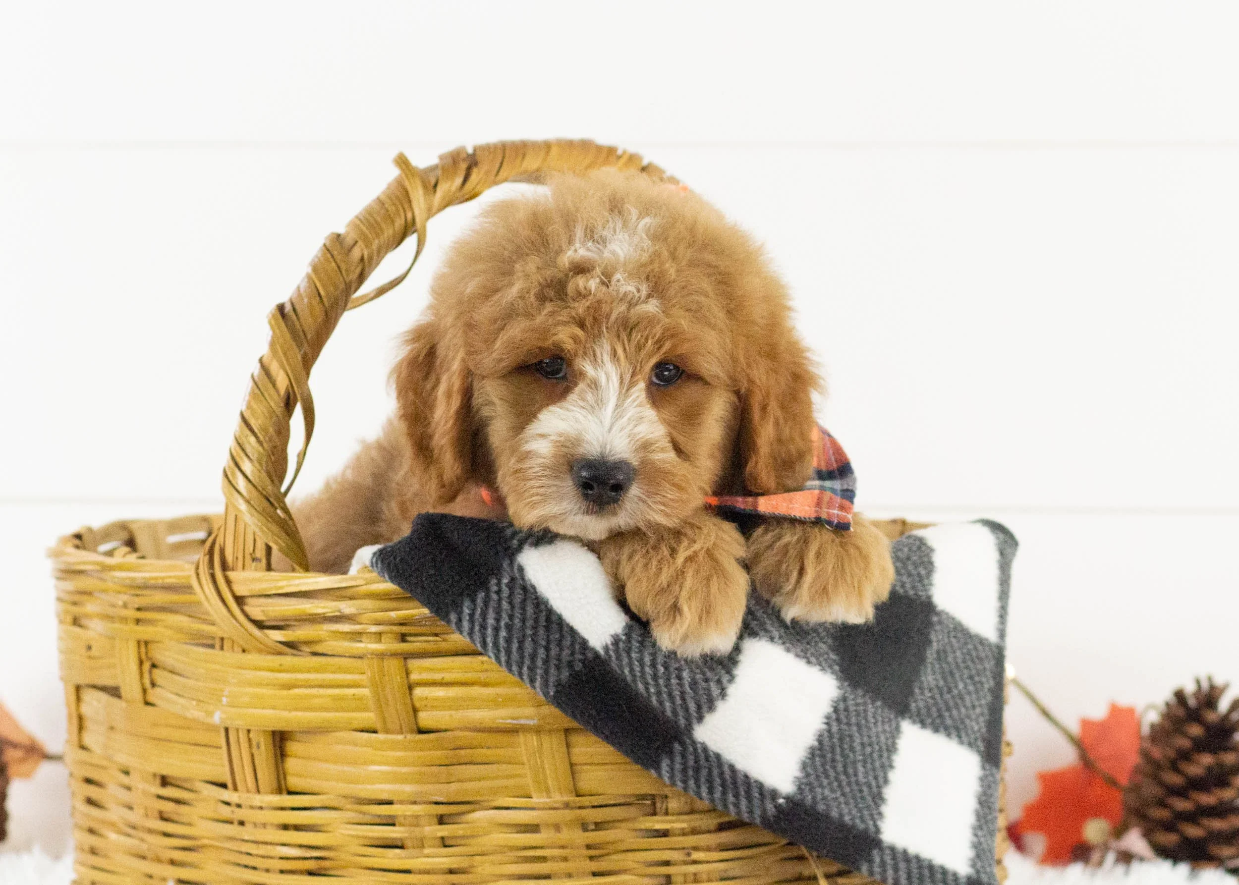 Hawk goldendoodle for sale.jpg