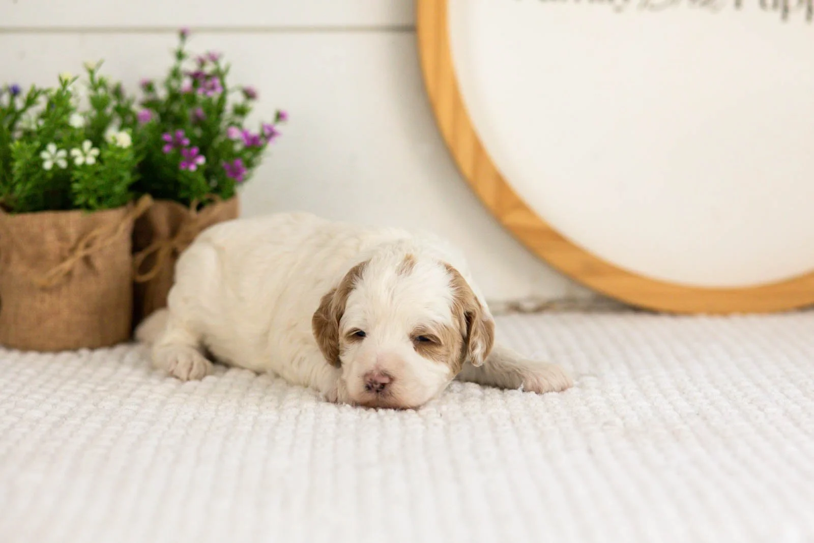 Ann goldendoodle for sale(1).jpg