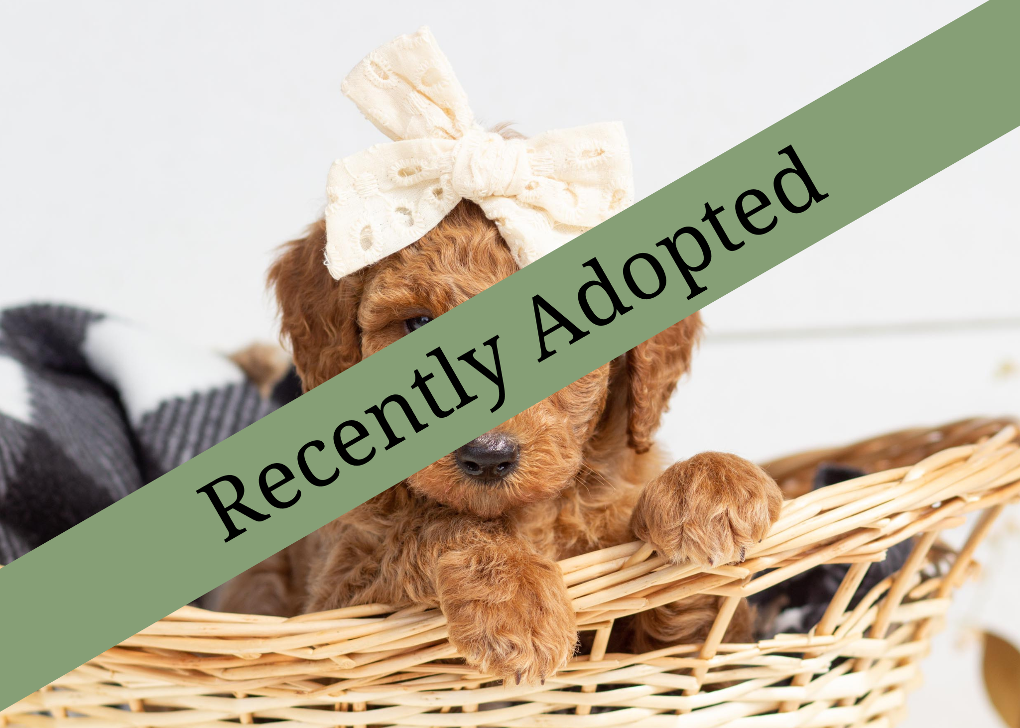 goldendoodle for sale