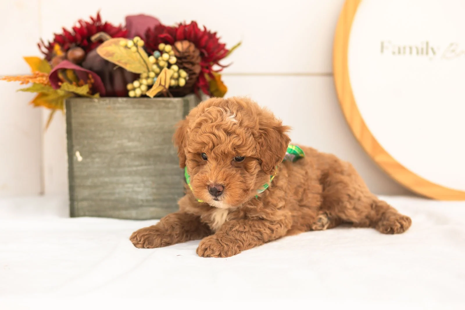 Oriole goldendoodle for sale(1).jpg