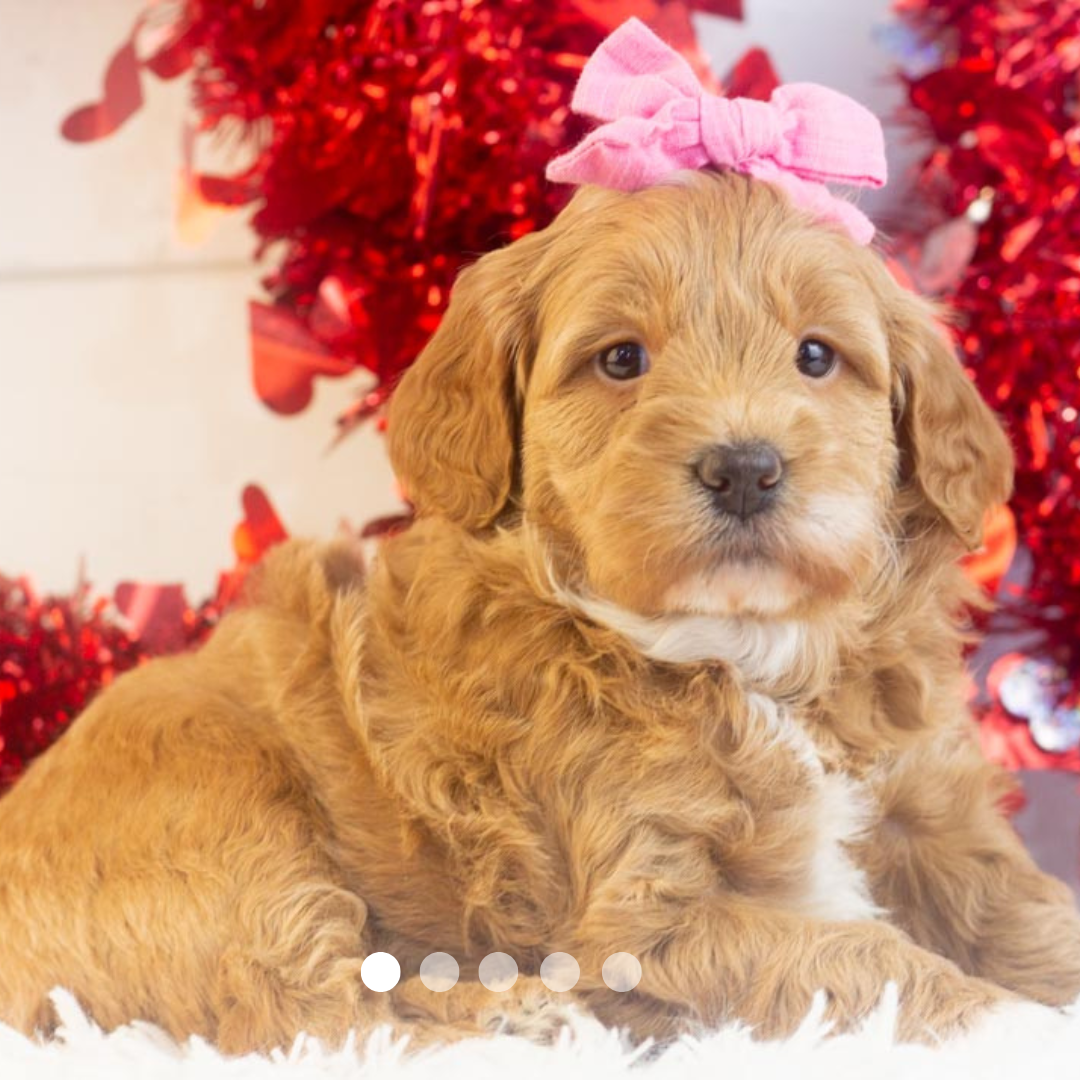 Copy of FBP Design.png