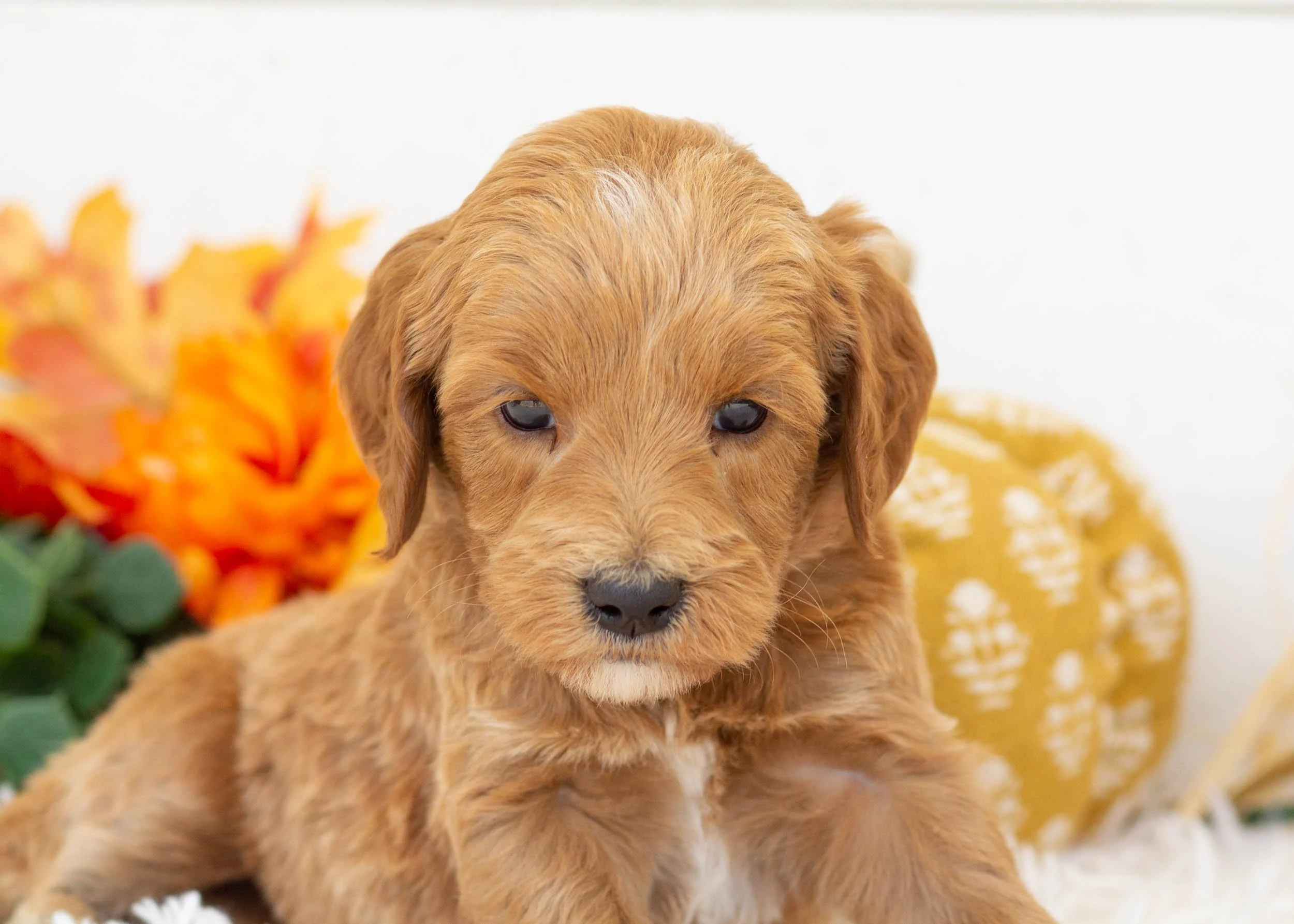 Bogey goldendoodle for sale.jpg
