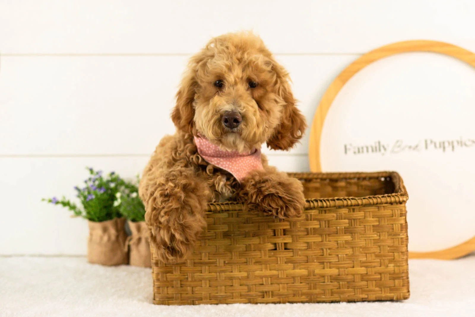 Ohio goldendoodle for sale(2).jpg