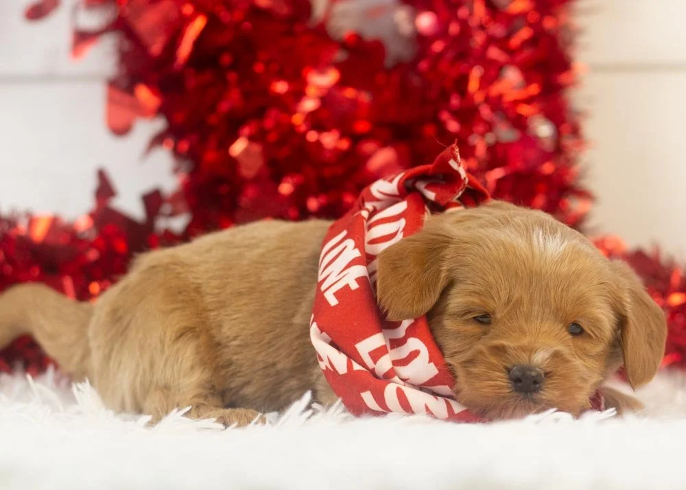 Will goldendoodle for sale(2).jpg