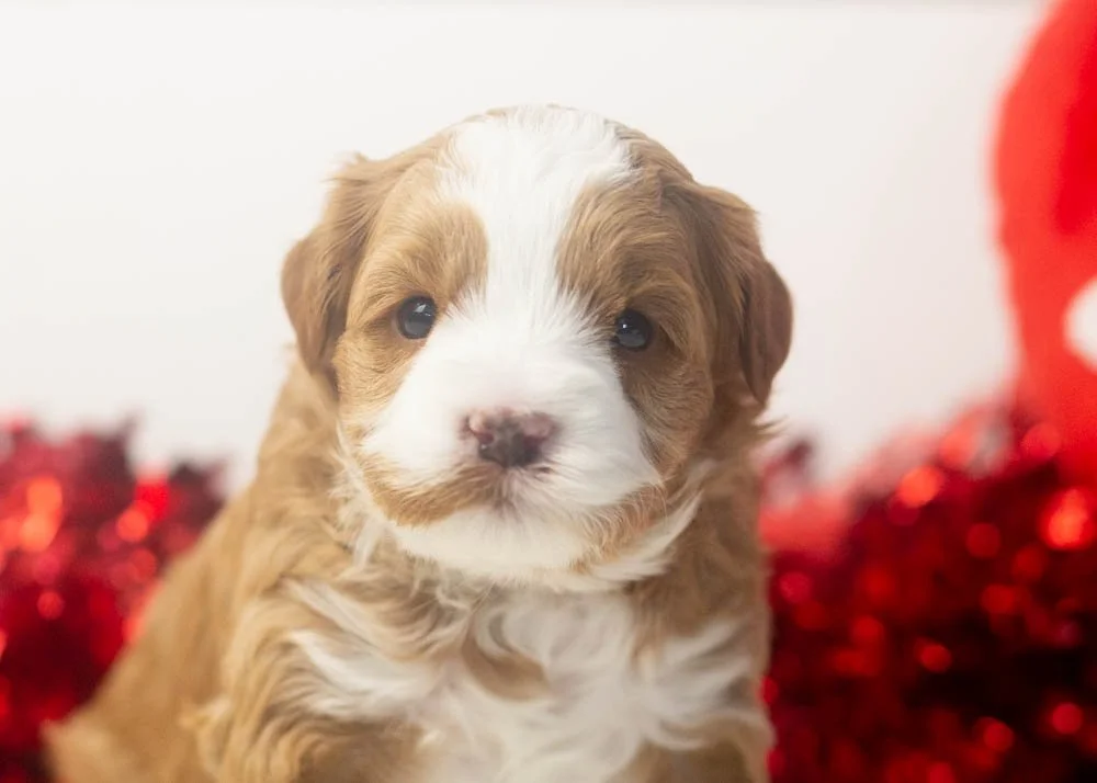 Violet goldendoodle for sale(2).jpg