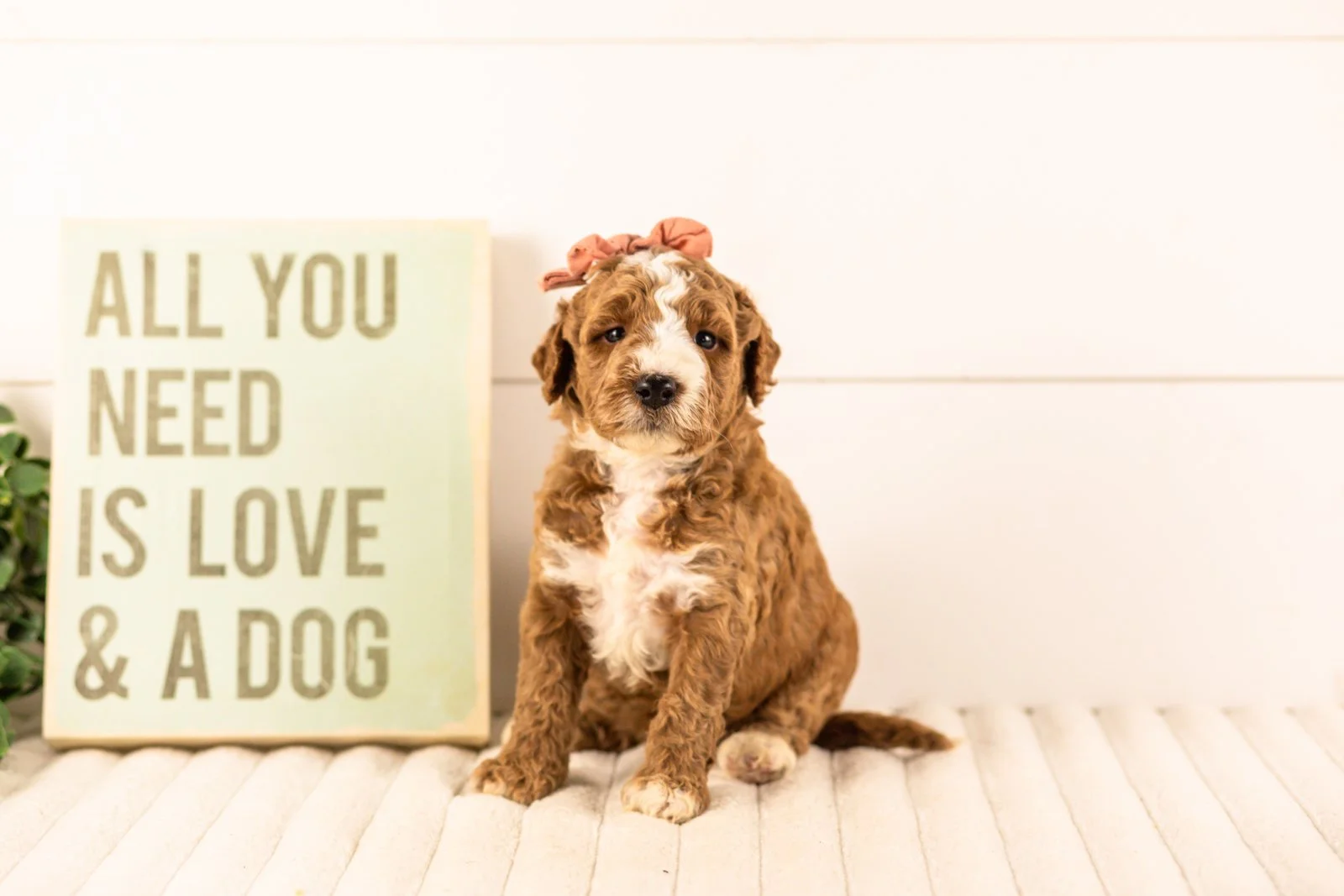 Lanie goldendoodle for sale(2).jpg