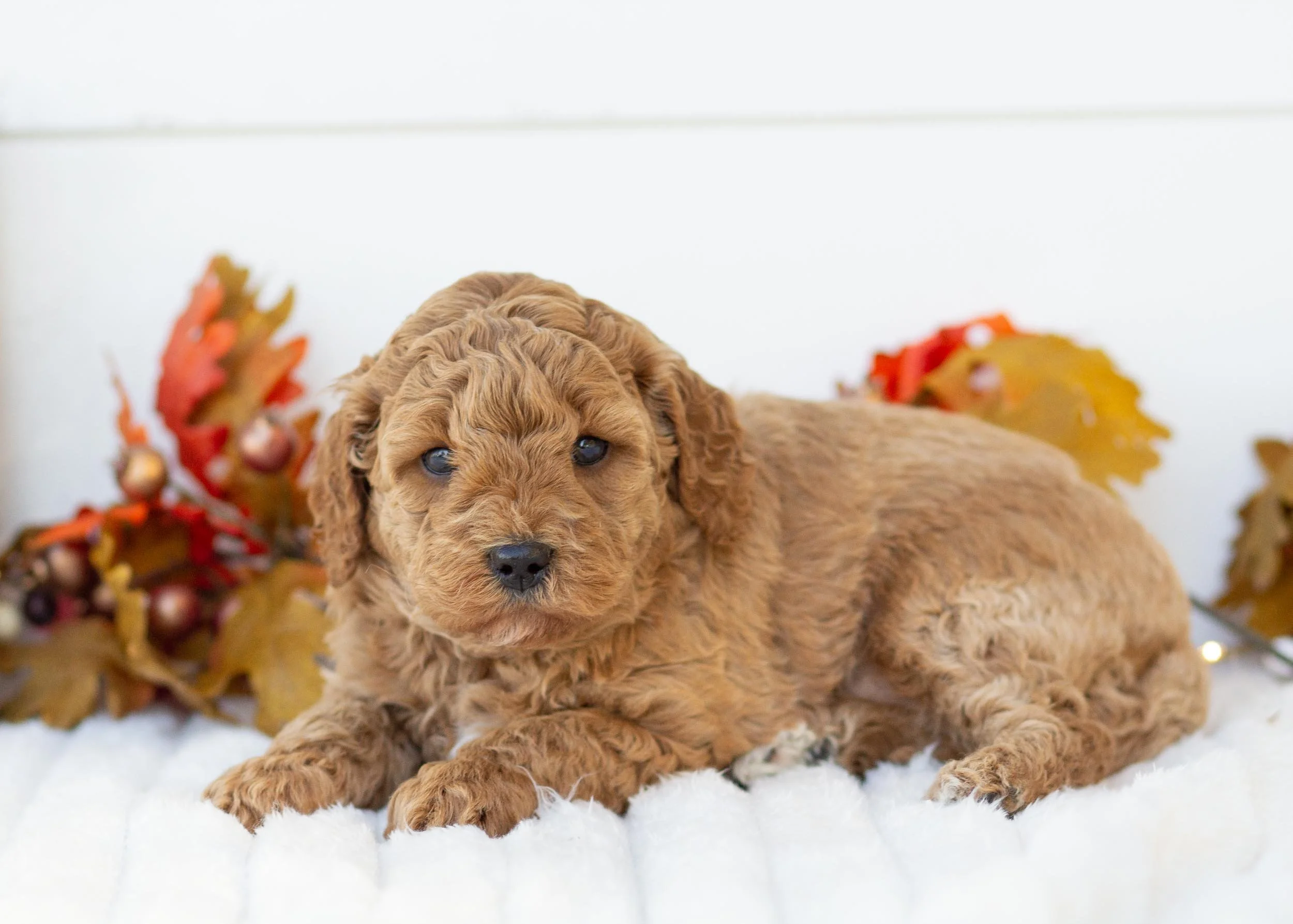 Milkyway goldendoodle for sale(2).jpg